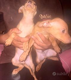 Cuccioli pincher nani