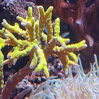 Corallo acquario marino