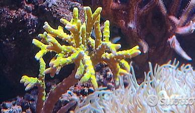 Corallo acquario marino