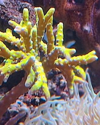 Corallo acquario marino