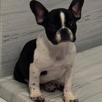 Bulldog francese femmina