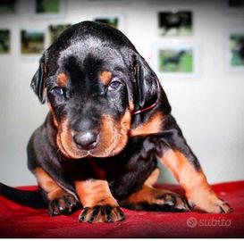 Cuccioli Dobermann con pedegree Enci