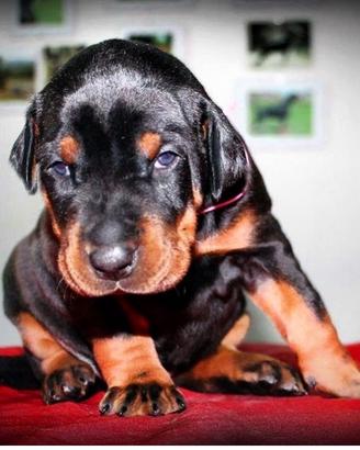 Cuccioli Dobermann con pedegree Enci