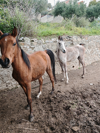 Puledri maschi arabi documenti anica