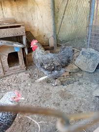 Gallo marans, Oliver egger