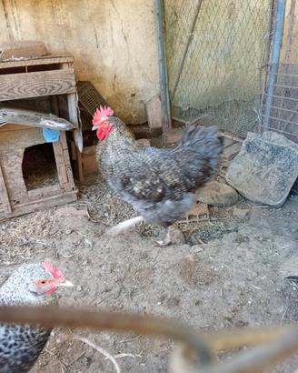 Gallo marans, Oliver egger