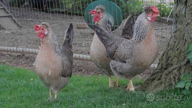 Galline Legbar