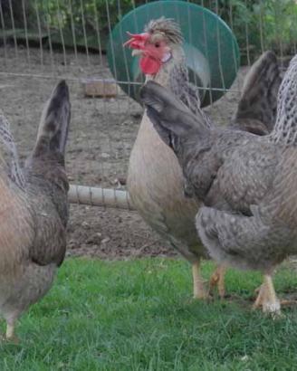 Galline Legbar