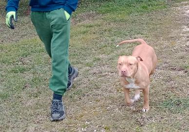 REYA Pitt Bull 4 anni