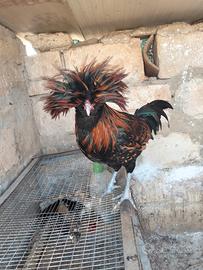 Gallo padovano