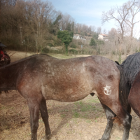 Stallone intero Spagnolo PRE