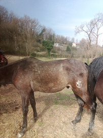 Stallone intero Spagnolo PRE