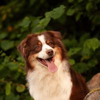 Australian shepherd per accoppiamento