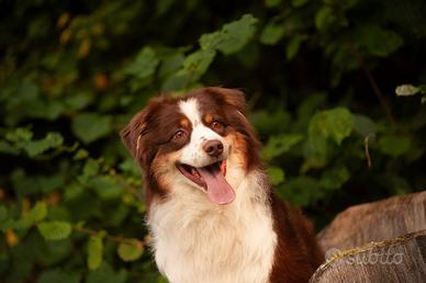 Australian shepherd per accoppiamento