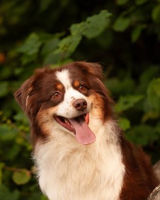 Australian shepherd per accoppiamento