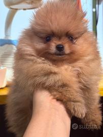 Cuccioli Pomerania con pedigree Enci