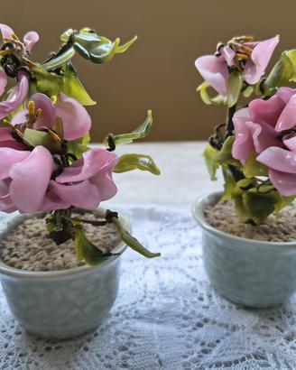 Bonsai in vetro