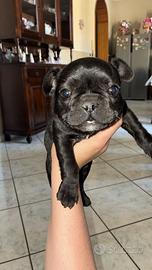 Bulldog francese