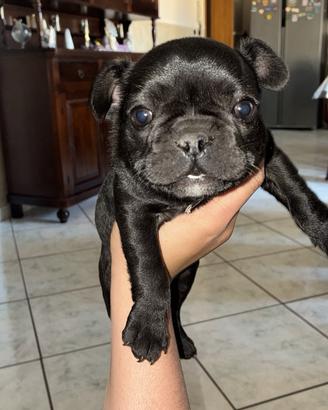 Bulldog francese