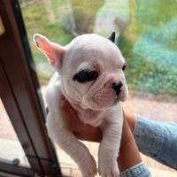 Cuccioli di bulldog francese