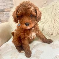 ? SUNNY -- Cucciolo Barboncino toy red