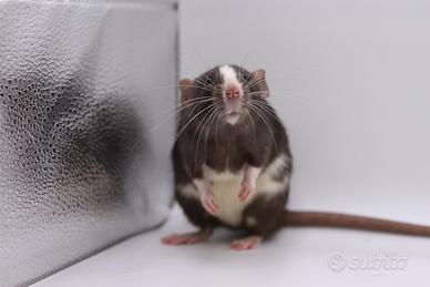 Cuccioli di ratti domestici selezionati