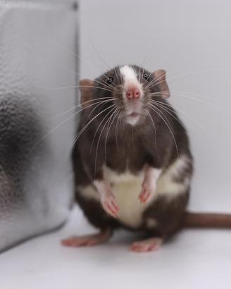 Cuccioli di ratti domestici selezionati