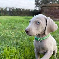 Cuccioli weimaraner