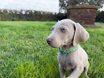 Cuccioli weimaraner