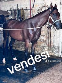 Cavallo arabo castrone