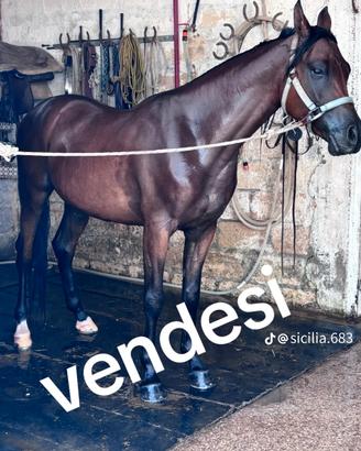 Cavallo arabo castrone