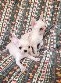 Chihuahua bianchi mini