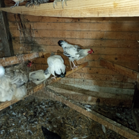 Coppia di galline sussex