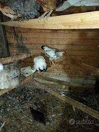 Coppia di galline sussex