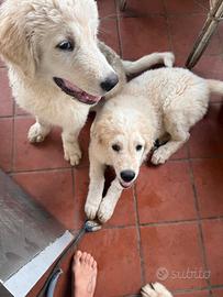 Cuccioli di Maremmano