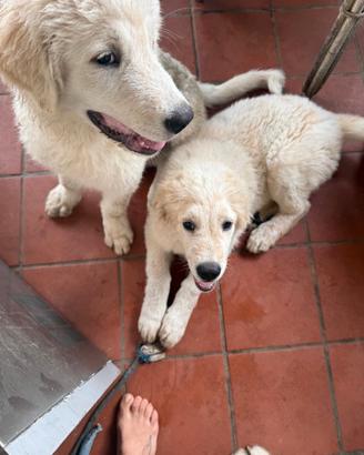 Cuccioli di Maremmano