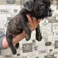 Bulldog francese femmina