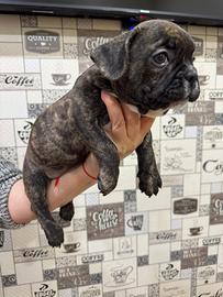 Bulldog francese femmina
