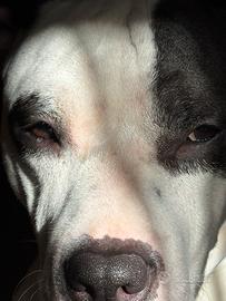 Amstaff