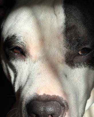 Amstaff