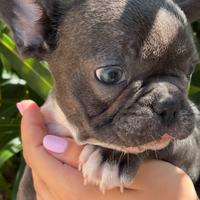 Bulldog francese