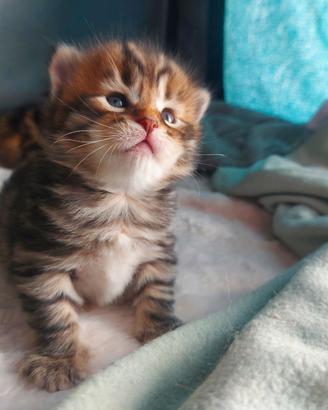 Cuccioli di gatto Siberiano Certificati