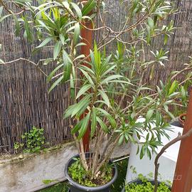 Oleandro grande in vaso