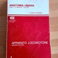 Anatomia Umana