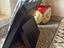 Immagine 2