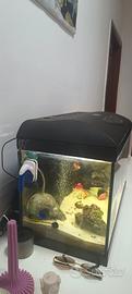 acquario 60lt