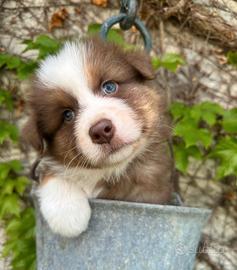Pastore australiano/australian sheperd