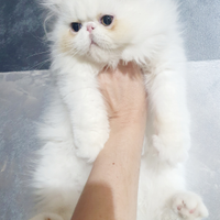 Gatti persiani ipertipici disponibili