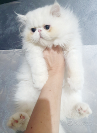 Gatti persiani ipertipici disponibili