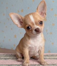 CHIHUAHUA TOY CUCCIOLO MASCHIO - pag agevolato
